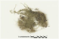 藏品(緋垂苔)的圖片